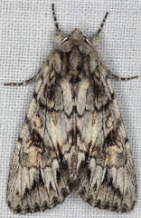 Andropolia