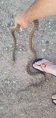 Pituophis catenifer sayi