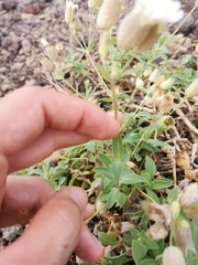 Silene uniflora uniflora
