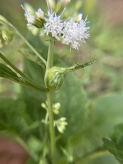 Asphondylia eupatorii