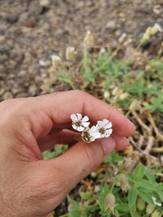 Silene uniflora uniflora