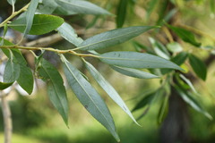 Salix amygdaloides