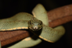 Bothrops bilineatus