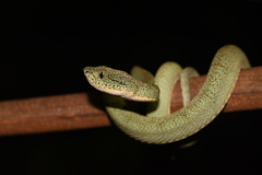 Bothrops bilineatus