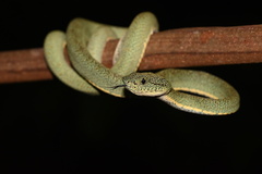 Bothrops bilineatus