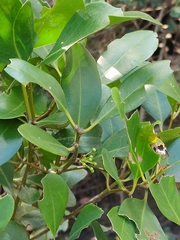 Aegiceras corniculatum