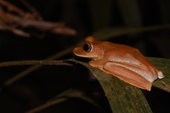 Boana maculateralis