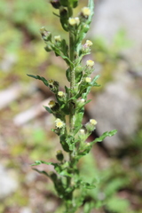 Erigeron variifolius