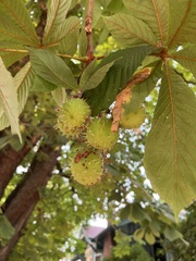 Aesculus