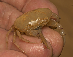 Austrothelphusa transversa