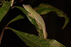 Anolis punctatus