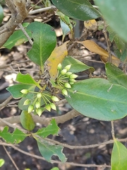 Aegiceras corniculatum