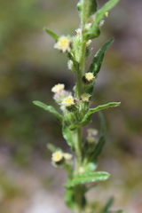 Erigeron variifolius