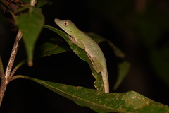 Anolis punctatus