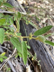 Sida hackettiana