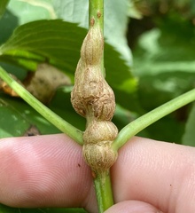 Neolasioptera pierrei