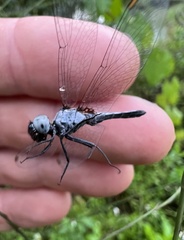 Erythrodiplax minuscula