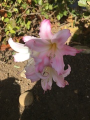 Amaryllis belladonna