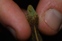 Anolis punctatus