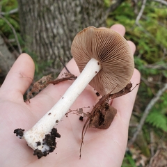 Hebeloma crustuliniforme