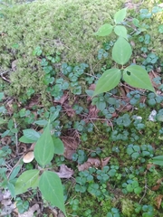 Trillium undulatum