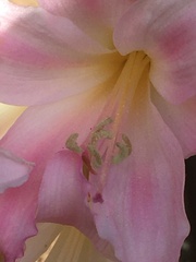 Amaryllis belladonna