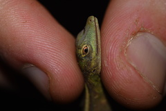 Anolis punctatus