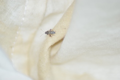 Lygaeoidea