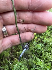 Erythrodiplax minuscula