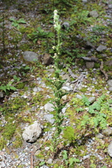 Erigeron variifolius