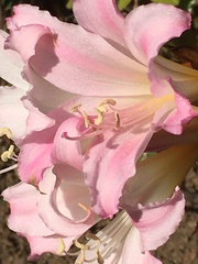 Amaryllis belladonna
