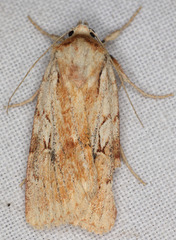 Setagrotis pallidicollis