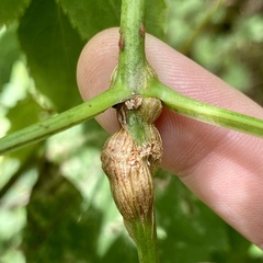 Neolasioptera pierrei