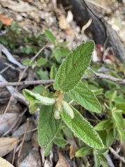 Sida hackettiana