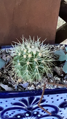 Kroenleinia grusonii