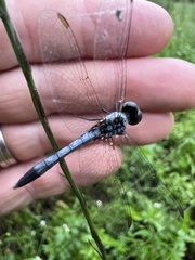 Erythrodiplax minuscula