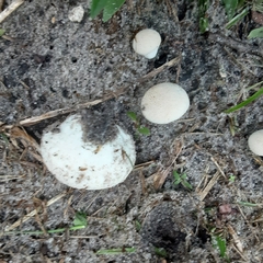 Lycoperdon perlatum image