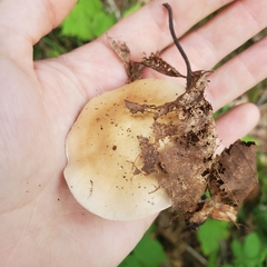 Hebeloma crustuliniforme