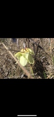 Sarracenia alata