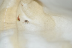Lygaeoidea