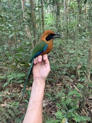 Baryphthengus martii