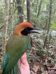 Baryphthengus martii