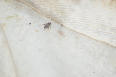 Lygaeoidea