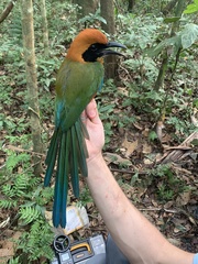 Baryphthengus martii