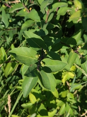 Lonicera tatarica