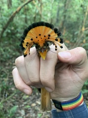 Onychorhynchus coronatus