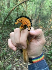 Onychorhynchus coronatus