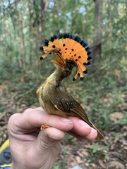 Onychorhynchus coronatus