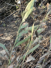 Acrostichum speciosum