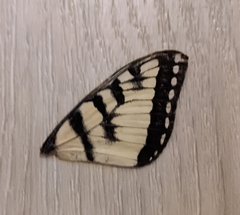 Papilio canadensis